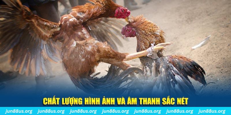 kv999 gà chọi tiêu phong