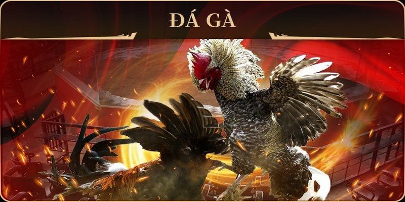 kv999 đá gà trực tiếp campuchia