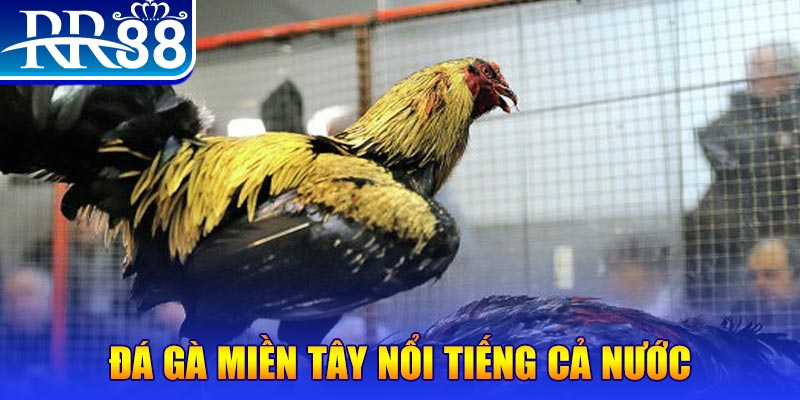 kv999 đá gà 88